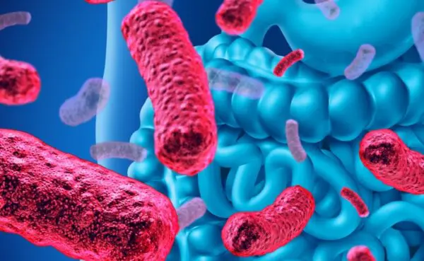 Disorders of the digestive tract and probiotic use – Dispelling myths