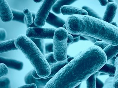 Fuelling gut microbes
