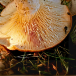 Fungi vs plants – taxonomy, value and dietary role